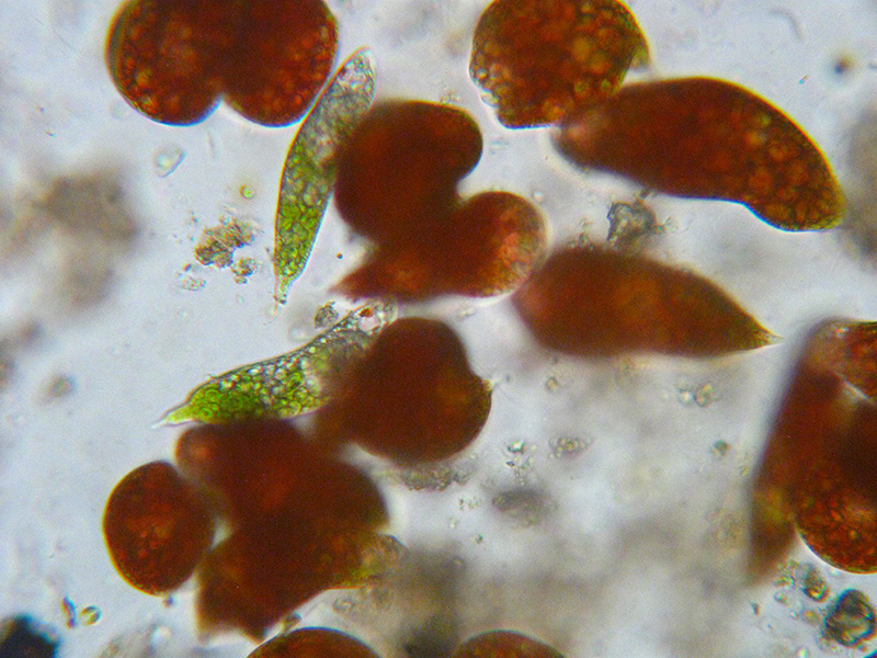 Euglena sanguinea?